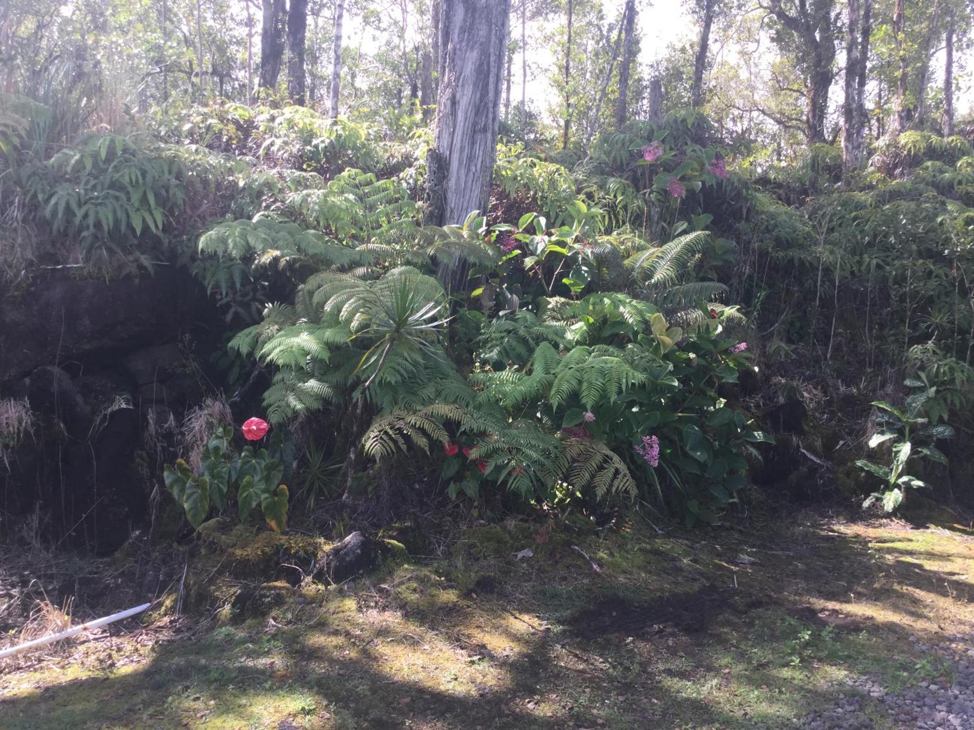 Simply Convenient Tropical Country Studio Mountain View Exterior photo